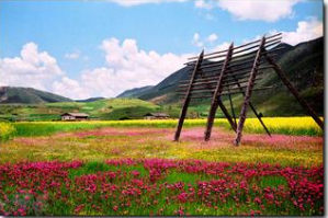 伊拉草原3.png